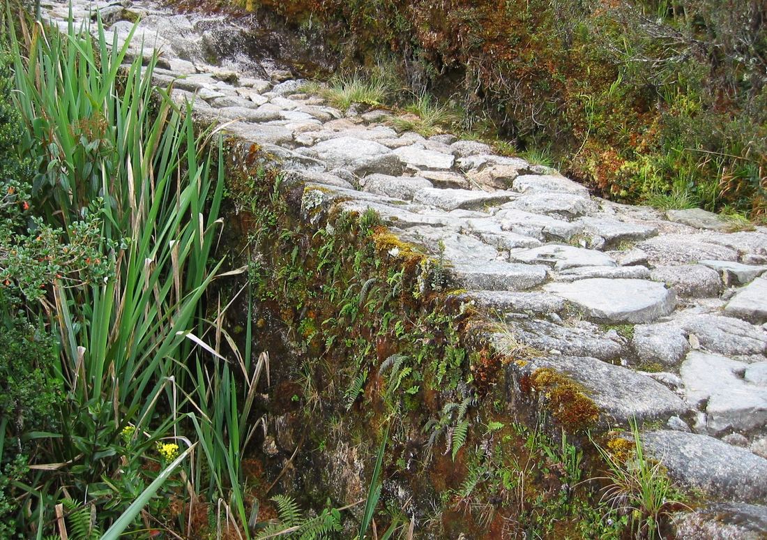 A section of stone-paved Inca road edged by green plants and moss, winding along a mountainside in Peru